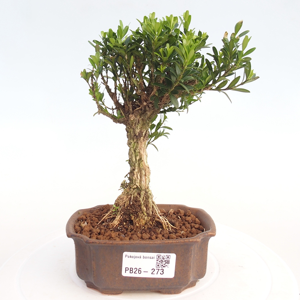 Zimmer Bonsai - Buxus harlandii - Korkbuxus