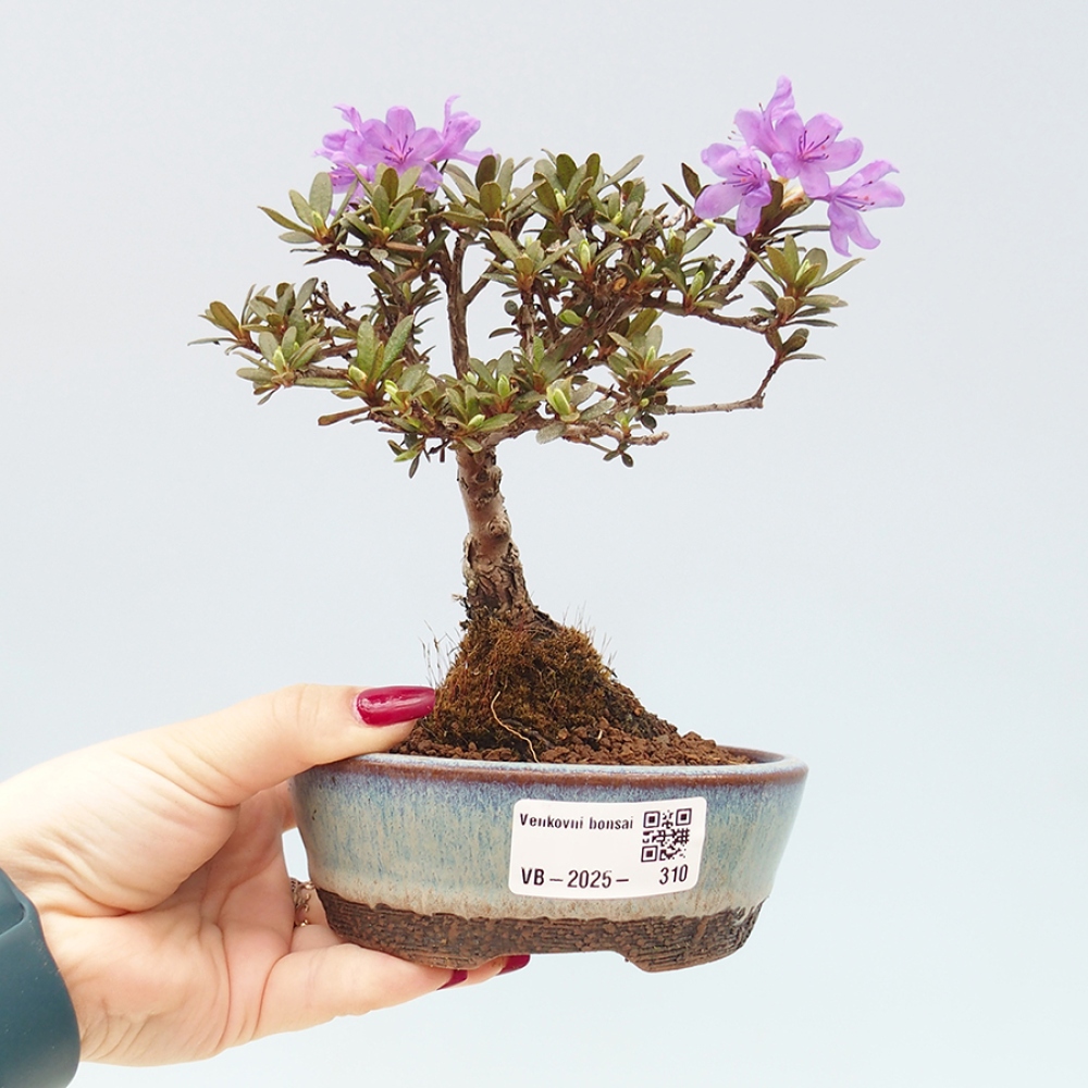 Outdoor-Bonsai - Rhododendron - Skunk