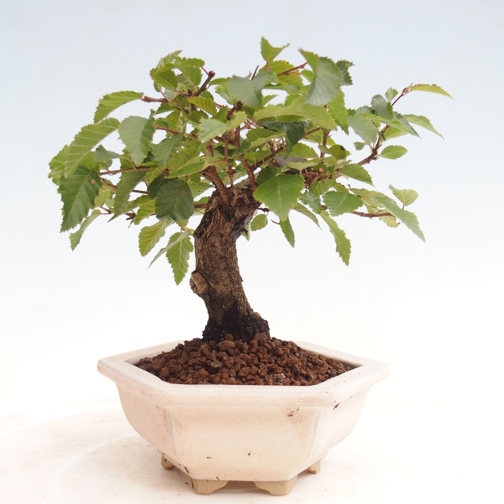 Outdoor-Bonsai -Carpinus CARPINOIDES - Koreanisch Hainbuche
