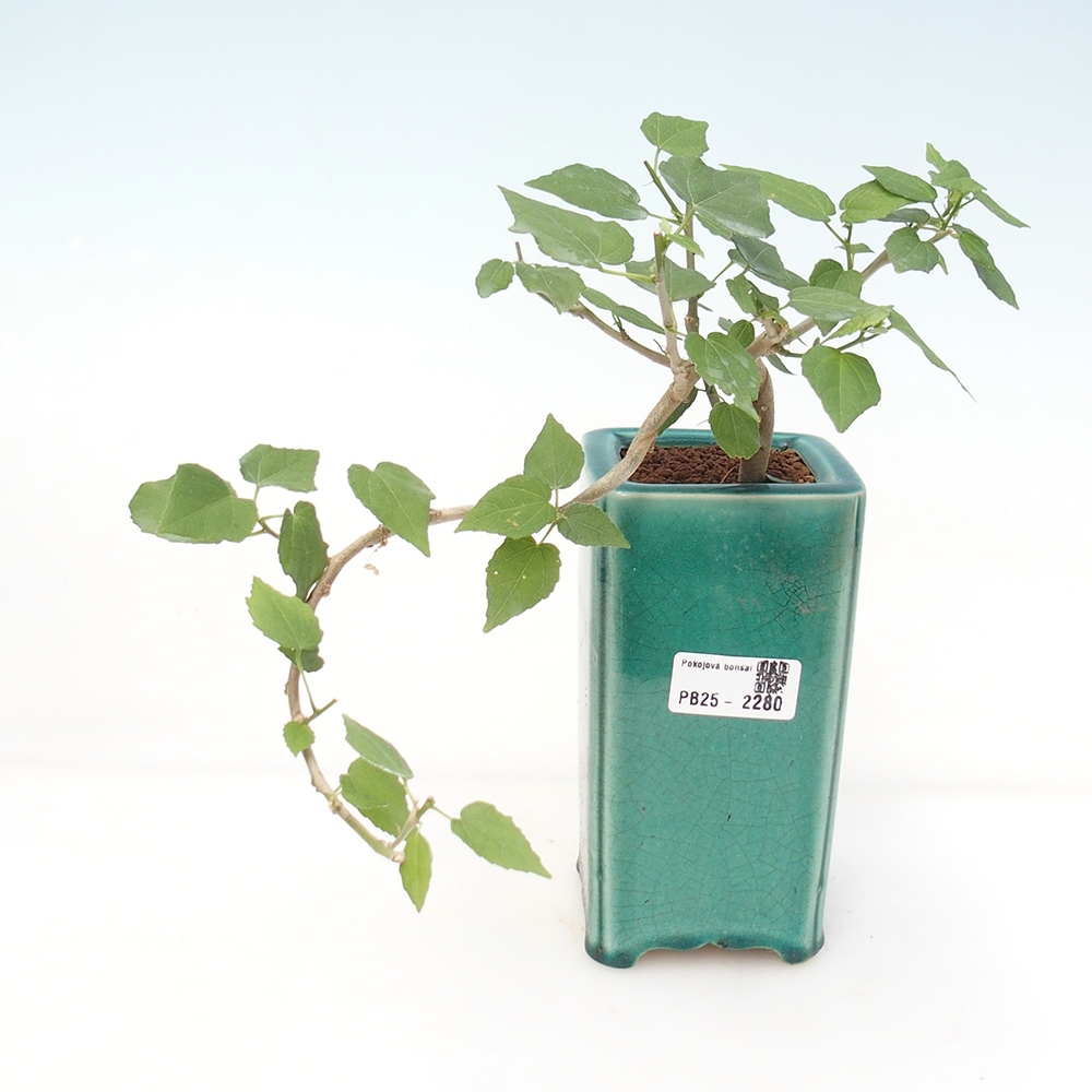 Zimmerbonsai - Malvaviscus arboreus - holziger Hibiskus