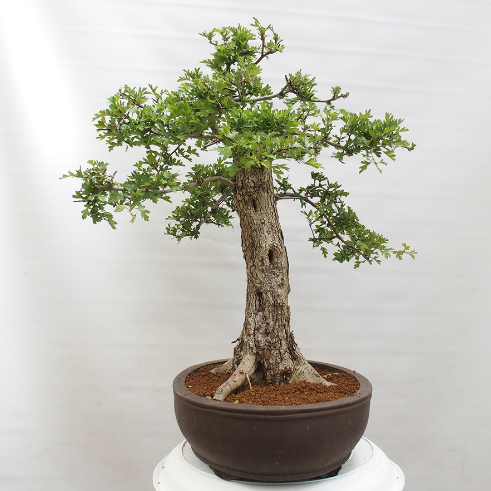 Bonsai im Freien - Weißdorn - Crataegus monogyna