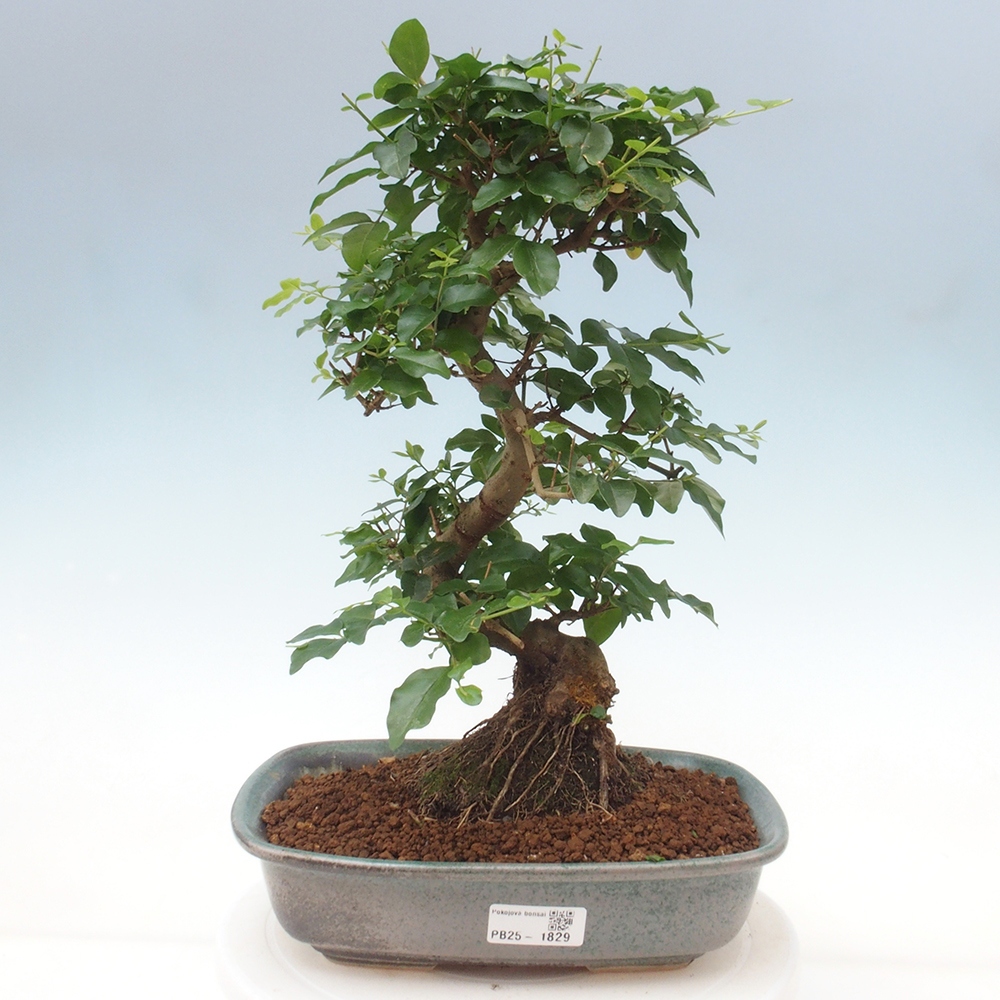 Zimmerbonsai -Ligustrum chinensis - Liguster