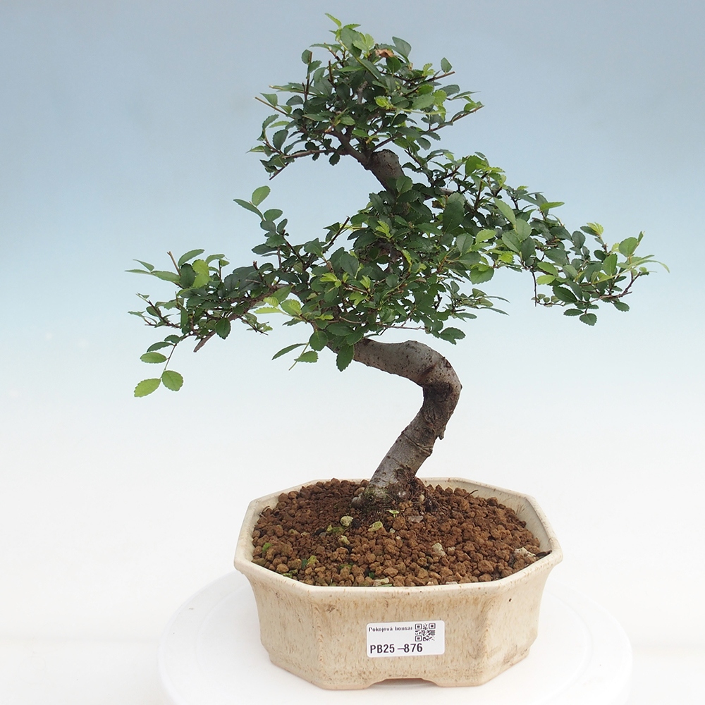 Zimmerbonsai - Ulmus parvifolia - Kleinblättrige Ulme