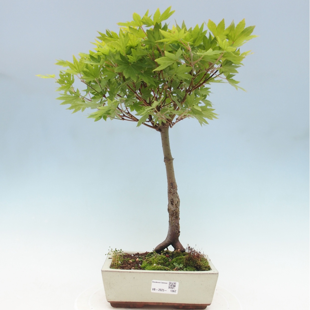 Bonsai im Freien - Ahorn palmatum katsura GISAN - Ahorn palmat
