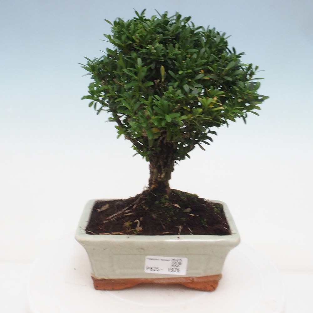 Innenbonsai - Buxus harlandii - Korkbuchsbaum