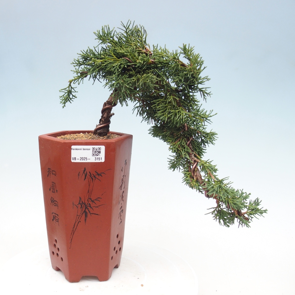 Bonsai im Freien - Juniperus chinensis Kishu - Chinesischer Wacholder