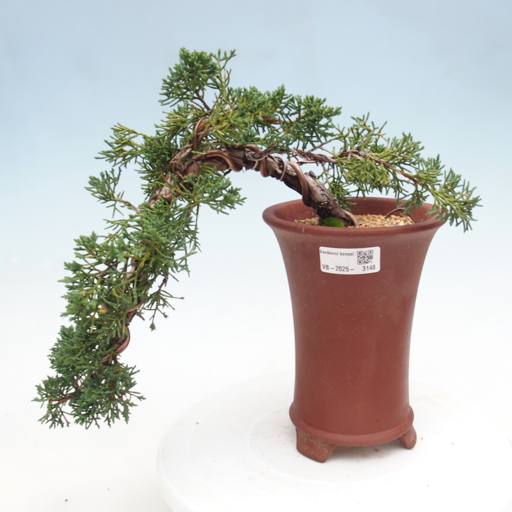 Bonsai im Freien - Juniperus chinensis Kishu - Chinesischer Wacholder