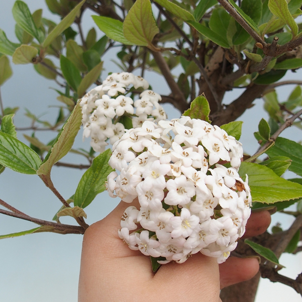 Outdoor-Bonsai-Kalina Bodnanská - Viburum carlesii