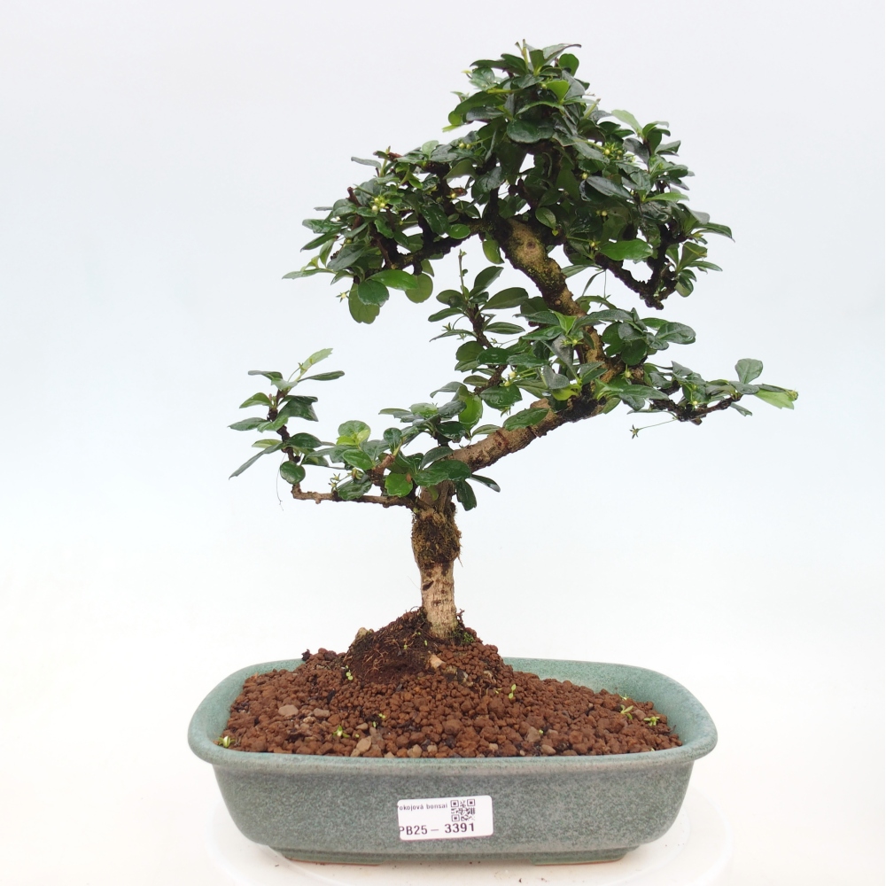 Zimmer Bonsai - Carmona macrophylla - Tea Fuki