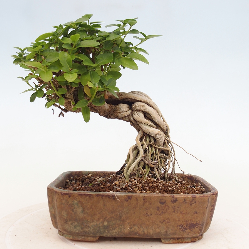 Zimmerbonsai - Premna serratifolia - Kozlovon kleinblättrig