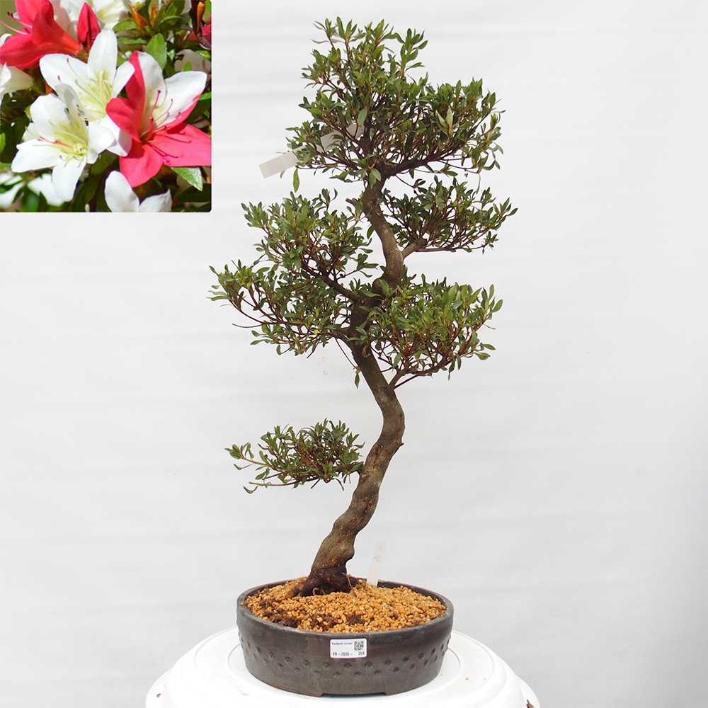 Bonsai für draußen - Japanische Azalee - Azalee CHIHIRO