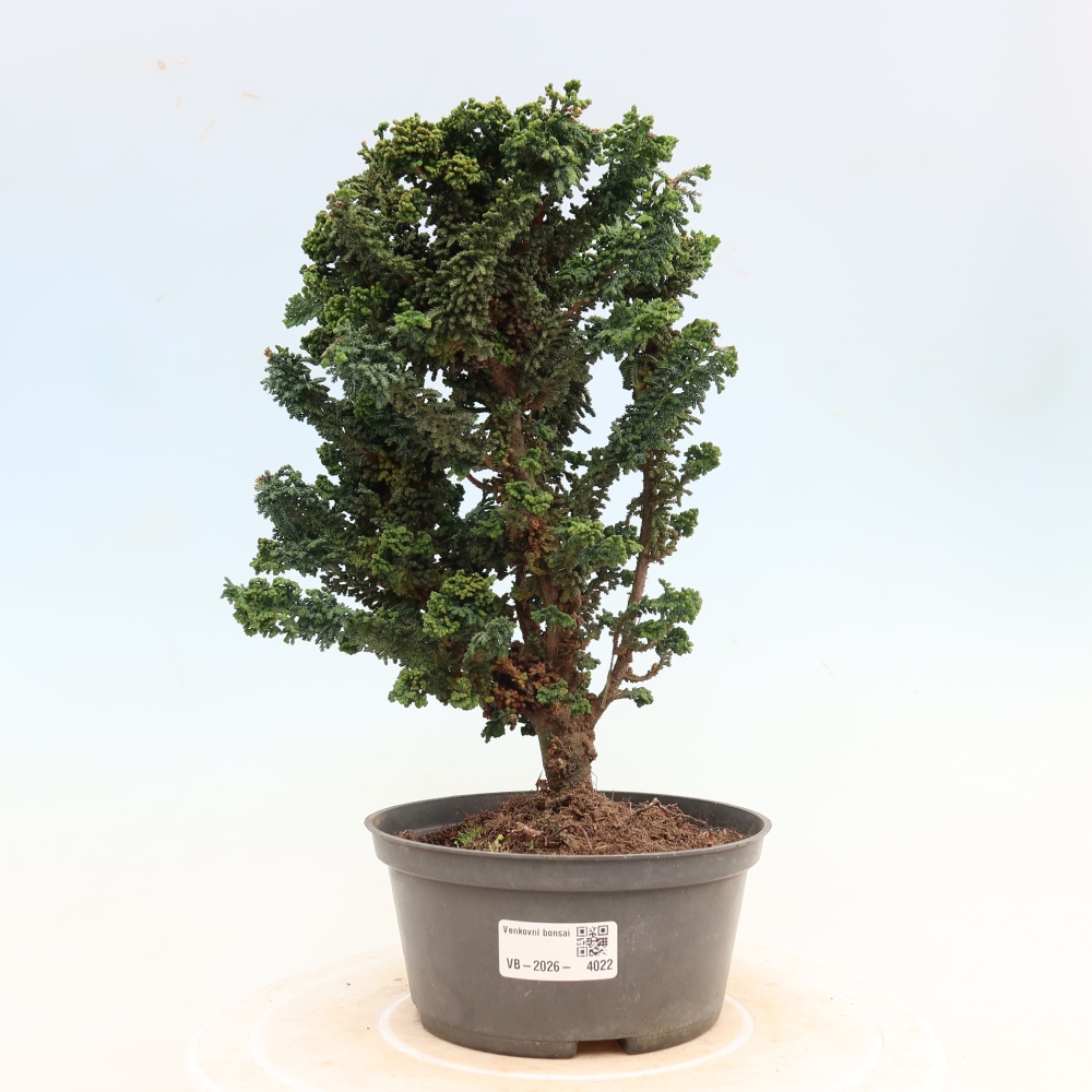 Bonsai für draußen - Cham. obtusa SEKKA HINOKI - Zypresse