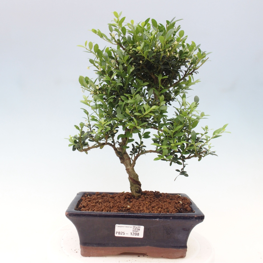Zimmerbonsai - Ilex crenata - Holly
