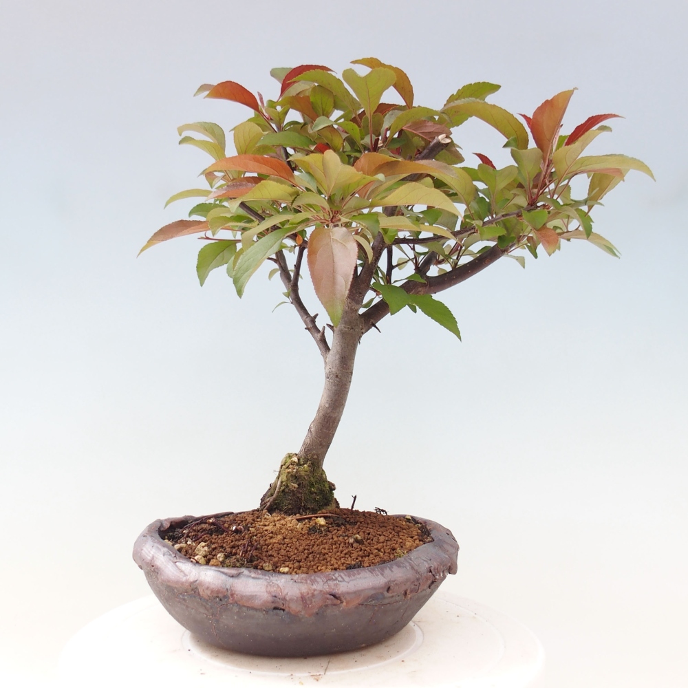 Freilandbonsai - Malus Domestica - Kleinfruchtiger rotblättriger Apfelbaum
