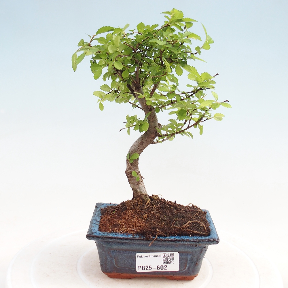 Zimmerbonsai - Ulmus parvifolia - Kleinblättrige Ulme
