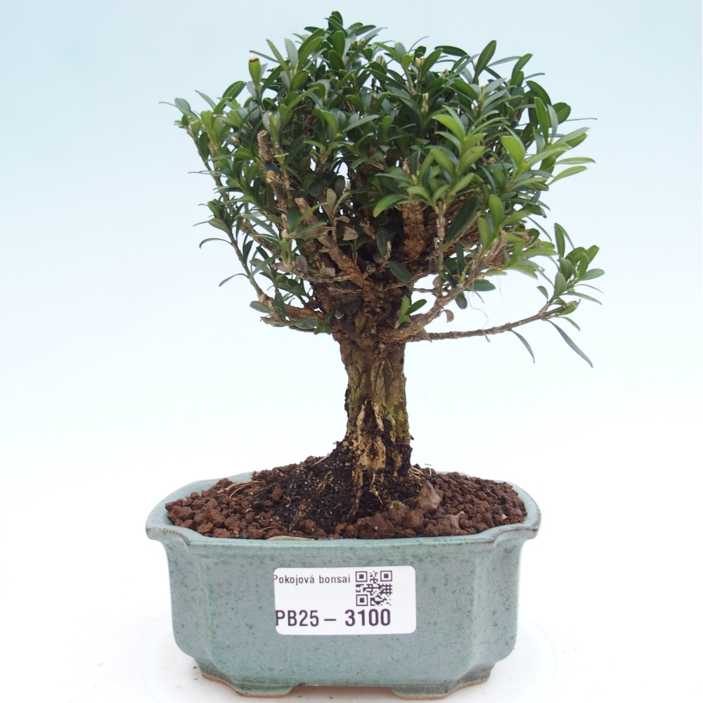 Zimmer Bonsai - Buxus harlandii - Kork Buchsbaum