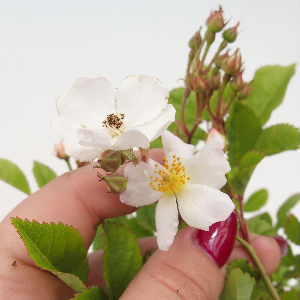 Freilandbonsai - Rosa sp. - kleinblumige Rose