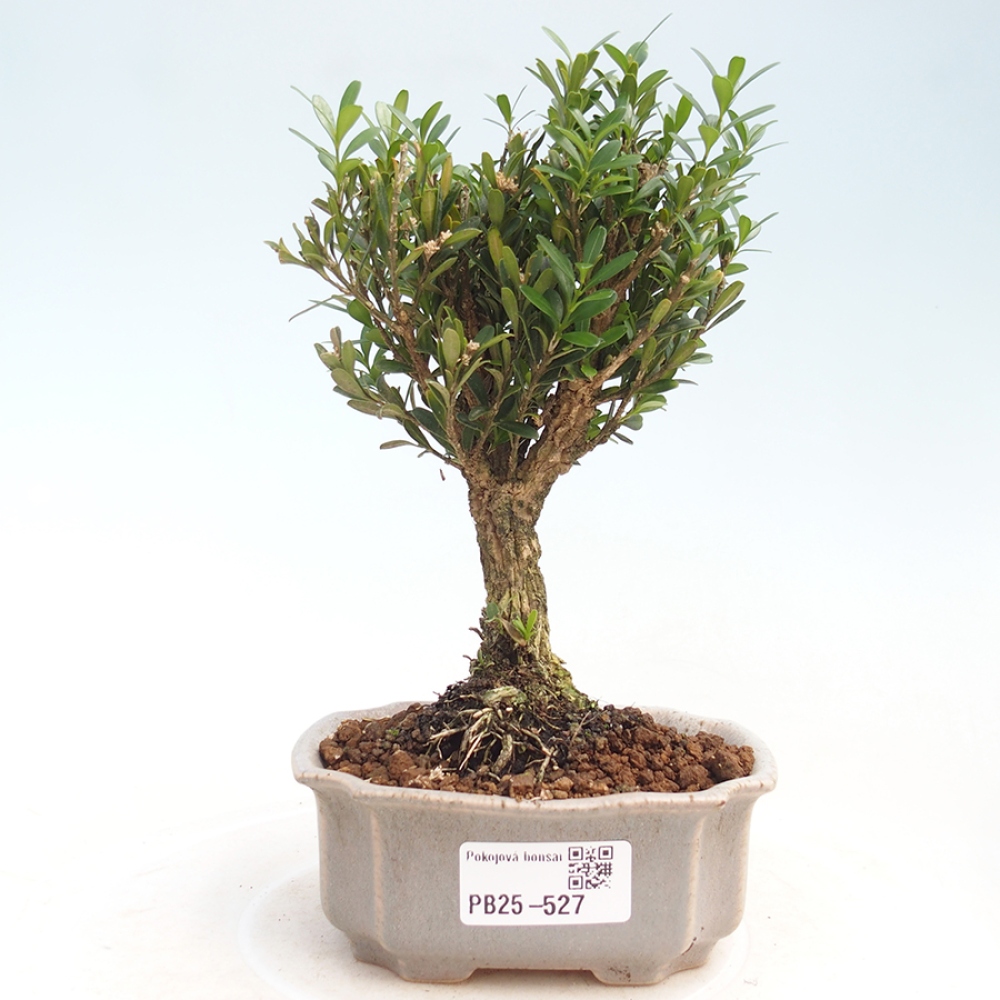 Zimmerbonsai - Buxus harlandii - Korkbuchsbaum