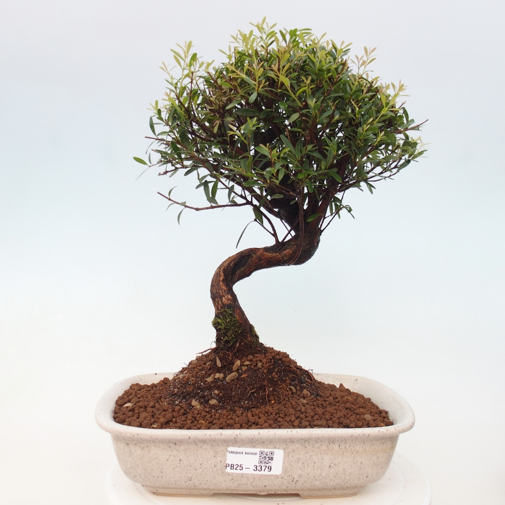 Zimmer Bonsai - Syzygium - Piment