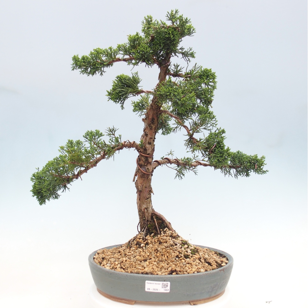 Outdoor-Bonsai - Juniperus chinensis Kishu - Chinesischer Wacholder