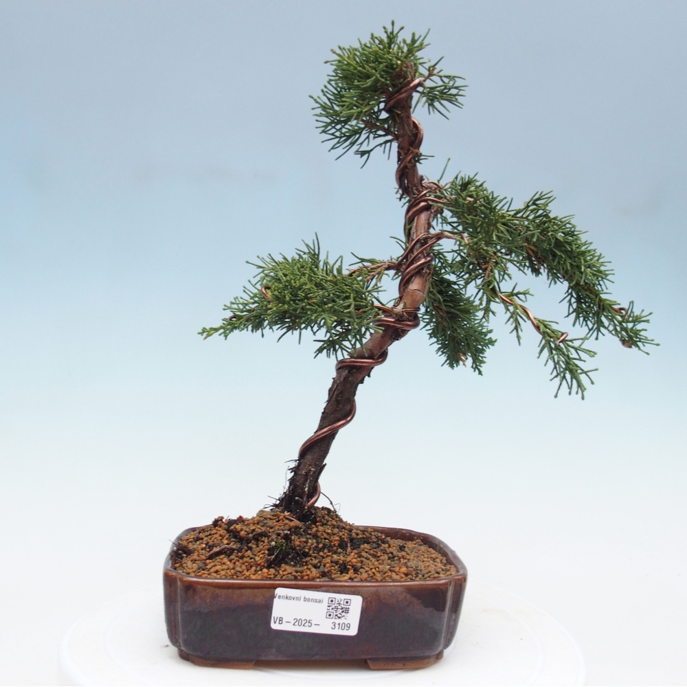 Bonsai im Freien - Juniperus chinensis Kishu - Chinesischer Wacholder