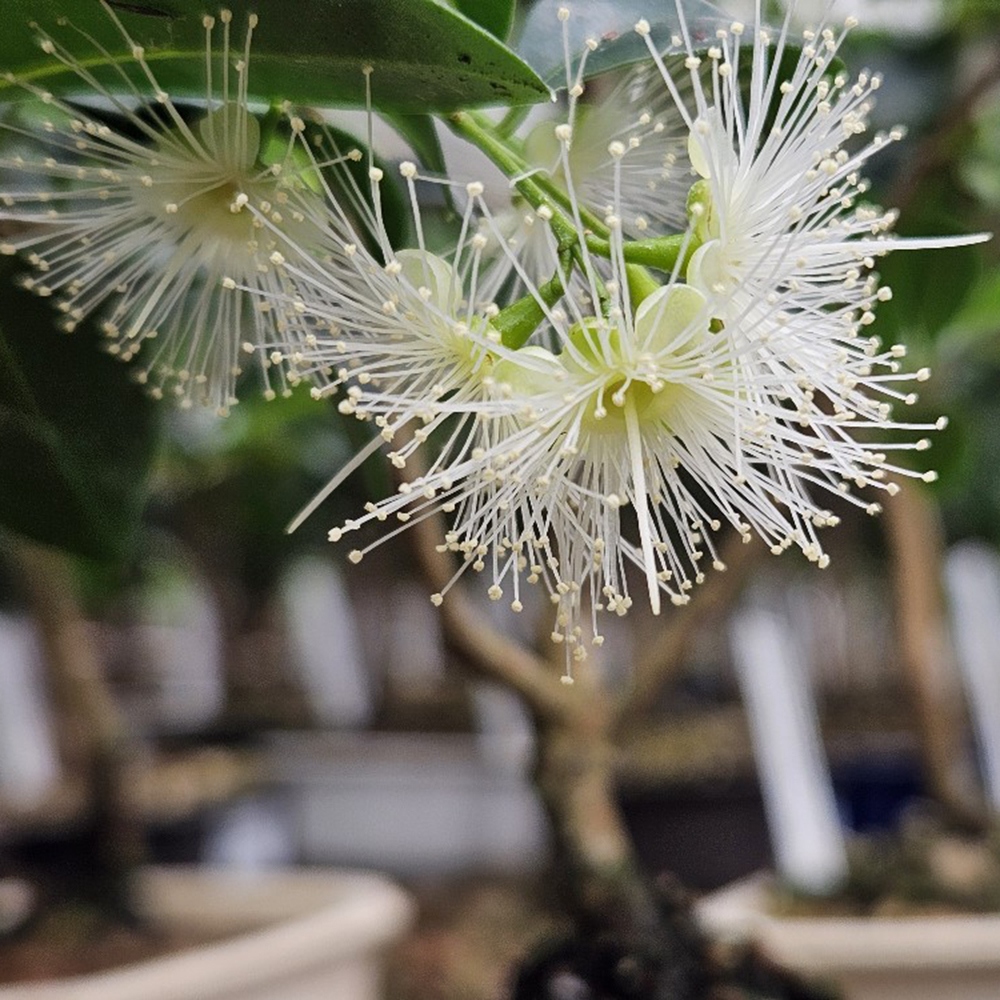 Indoor Bonsai - Australische Kirsche - Eugenia uniflora