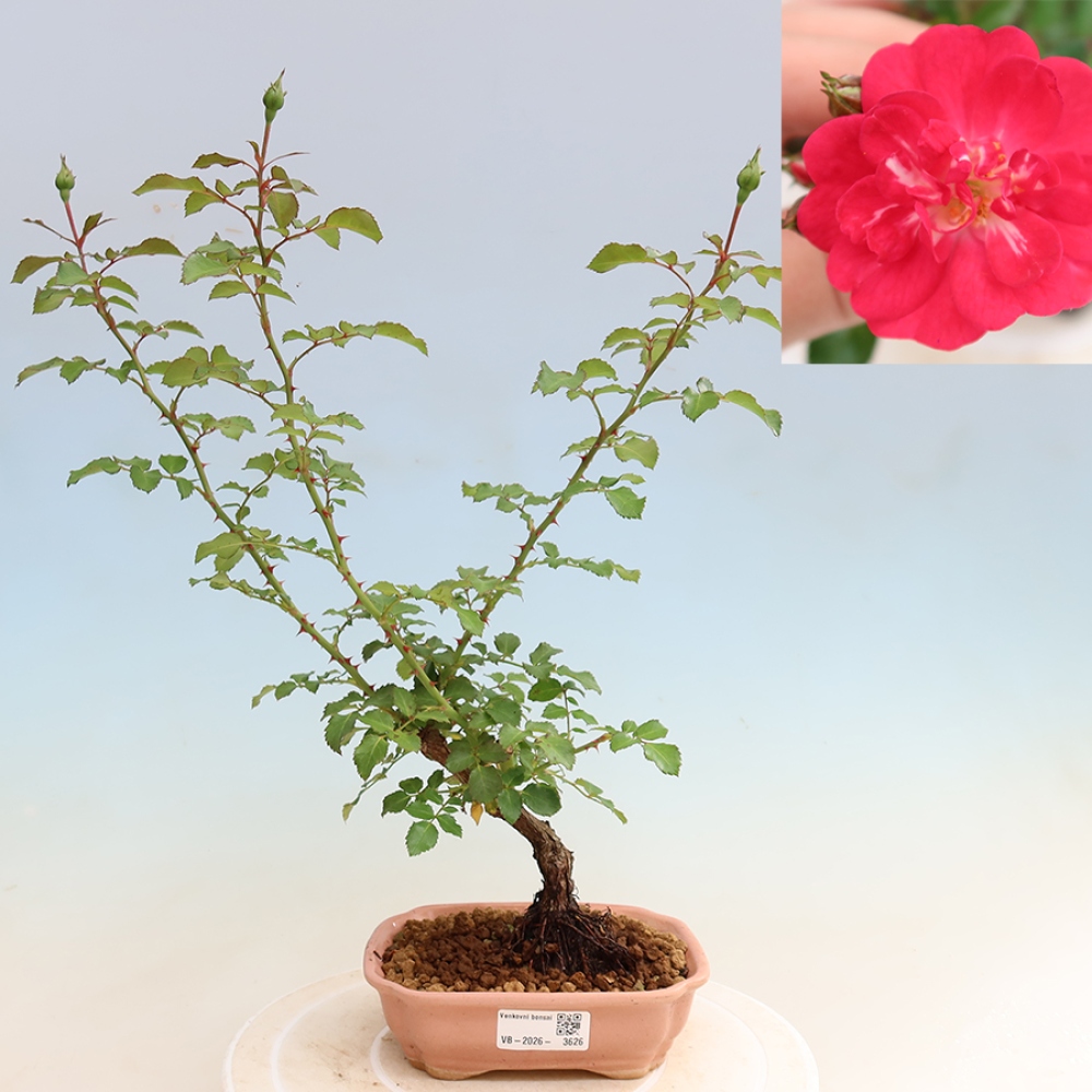 Bonsai für draußen - Rosa Kordes - Rose
