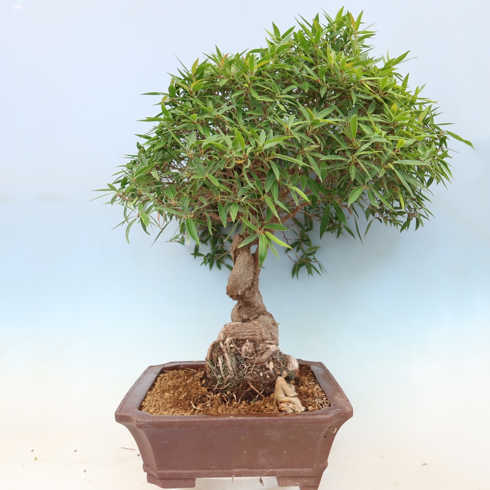 Zimmerbonsai - Ficus nerifolia - Kleinblättriger Ficus