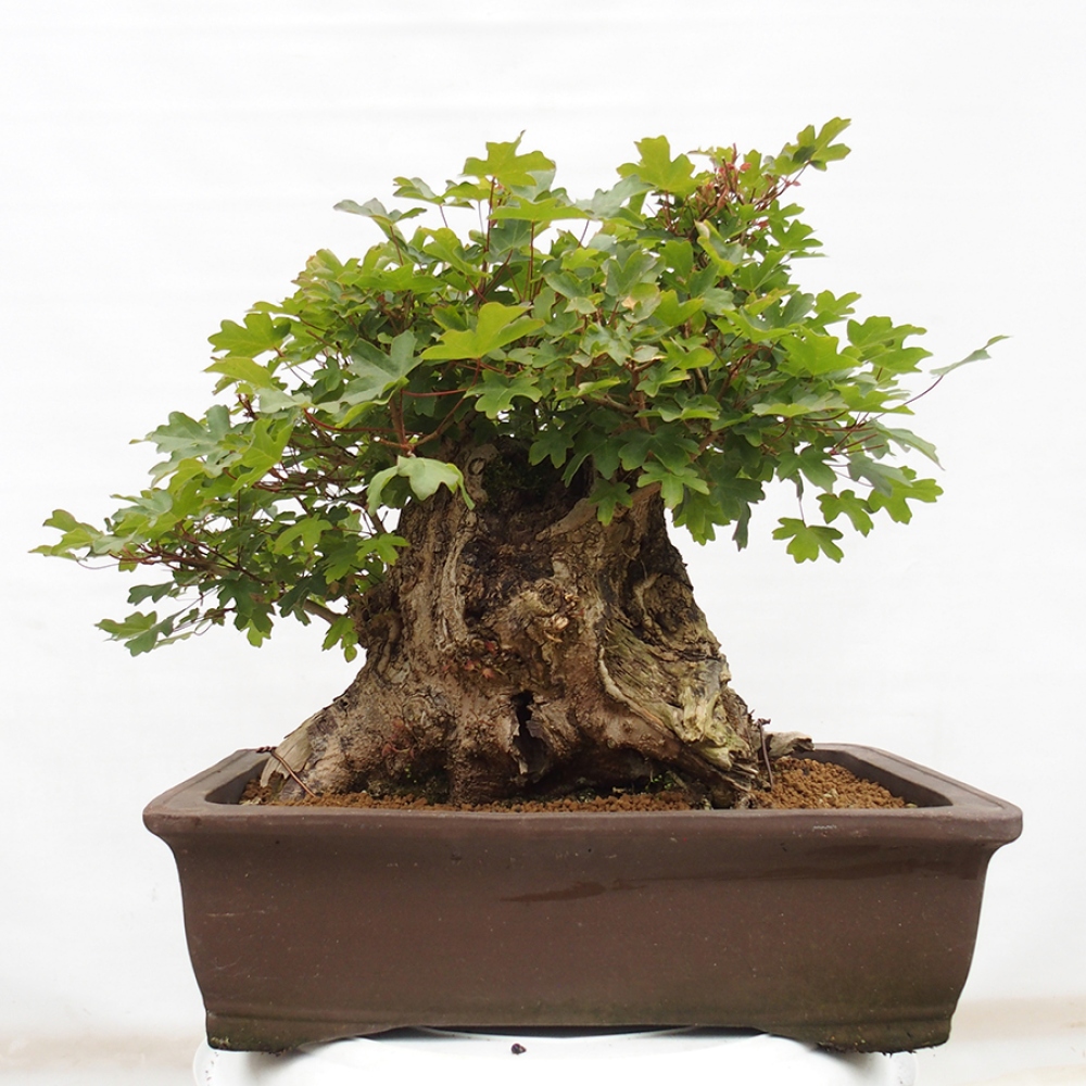 Bonsai im Freien - Französischer Ahorn - Acer Nonspessulanum