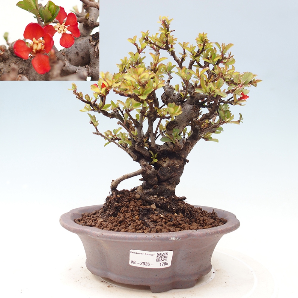 Bonsai für draußen - Chaneomeles speciosa - Quitte