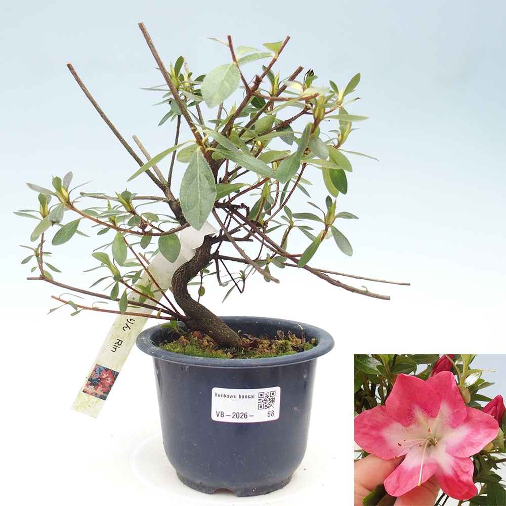 Bonsai für draußen - Japanische Azalee - Azalea Rin