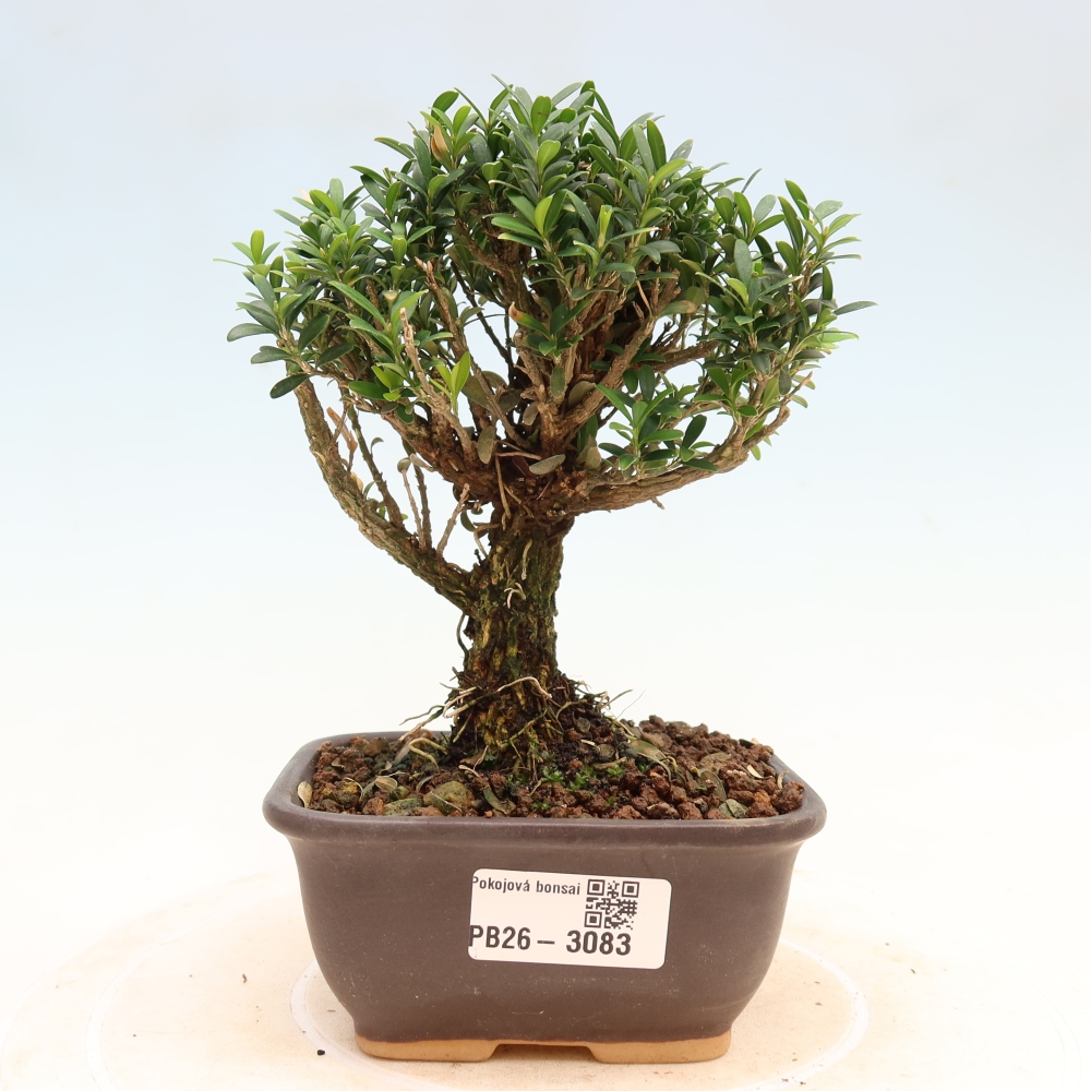 Zimmer Bonsai - Buxus harlandii - Korkbuxus