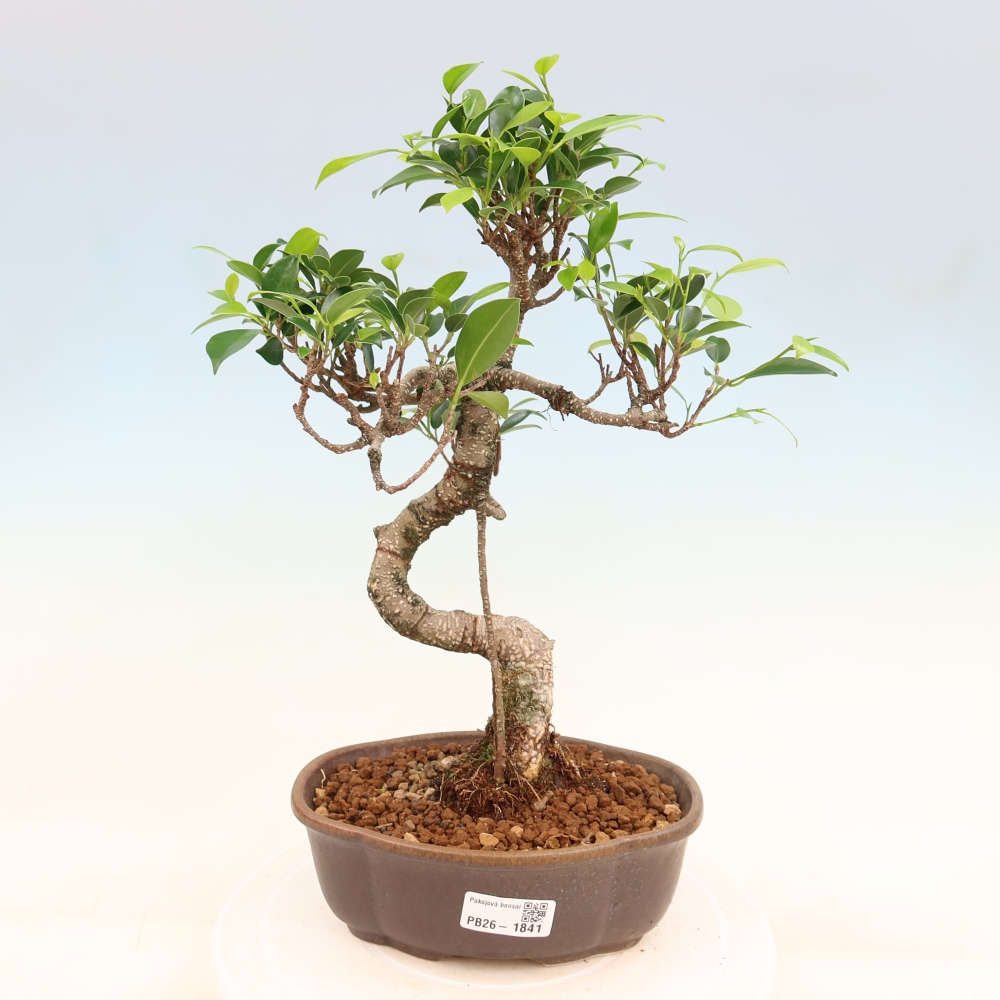 Zimmerbonsai - Ficus retusa - Kleinblättriger Ficus