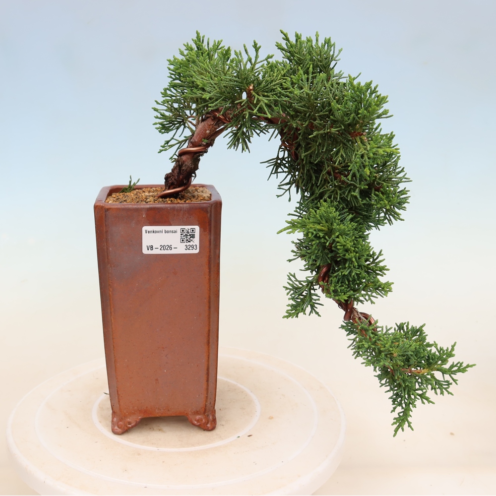 Bonsai für draußen - Juniperus chinensis Kishu