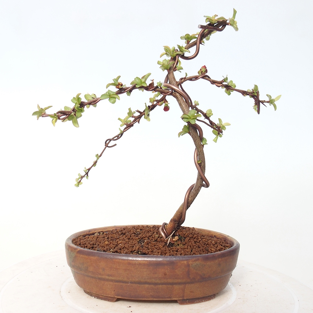 Bonsai für draußen - Chaneomeles s. Red Joy - Quitte