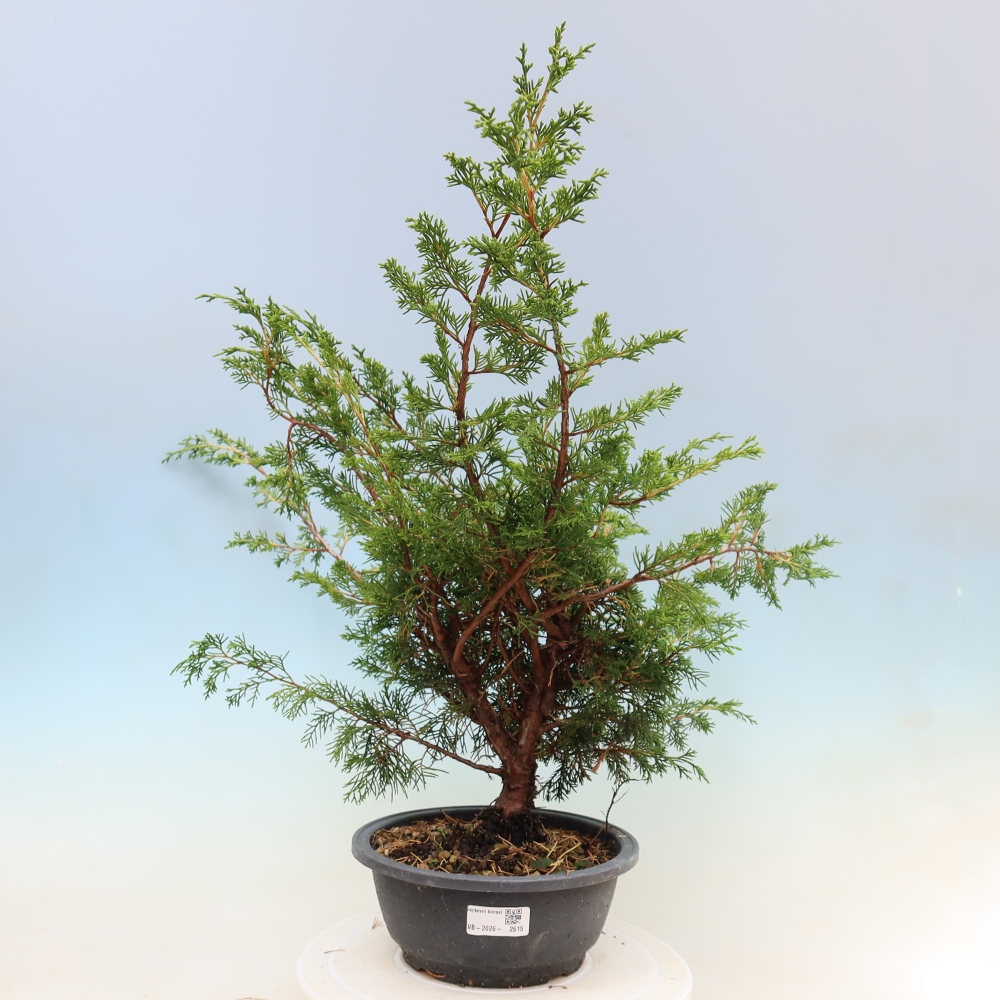 Bonsai für draußen - Juniperus chinensis Itoigawa