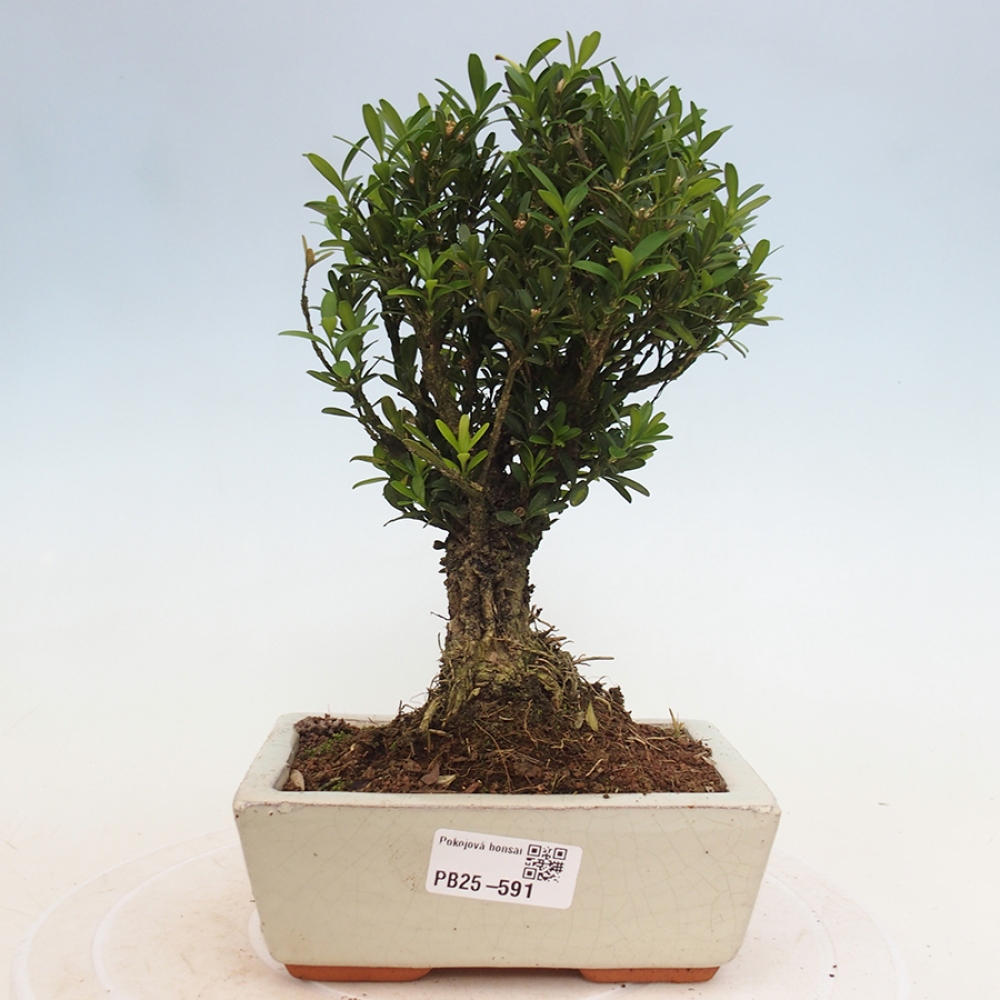 Zimmerbonsai - Buxus harlandii - Korkbuchsbaum