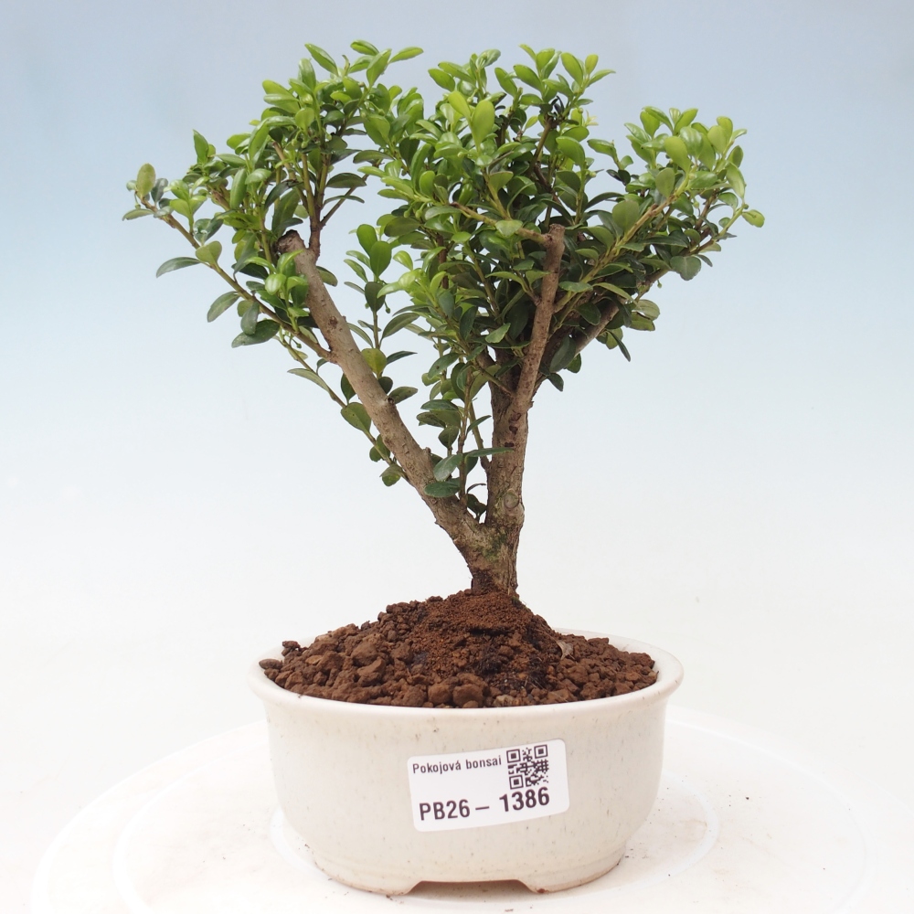 Zimmer Bonsai - Ilex crenata - Stechpalme
