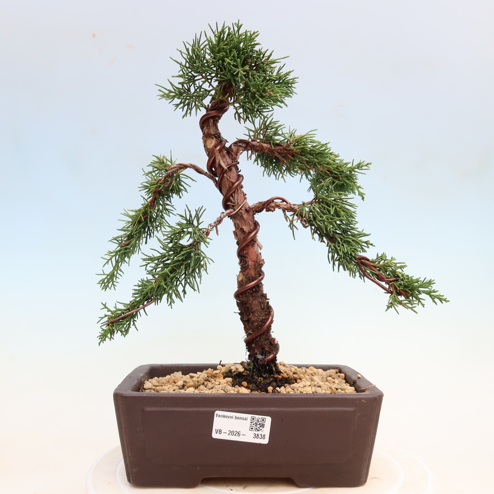 Bonsai für draußen - Juniperus chinensis Kishu