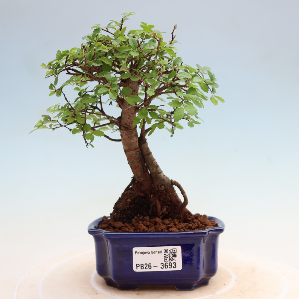 Zimmerbonsai - Ulmus parvifolia - Kleinblättrige Ulme