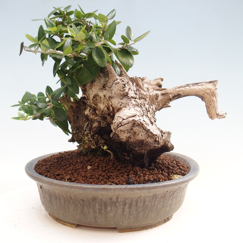 Indoor-Bonsai - Olea europaea sylvestris - Europäisches kleinblättriges Olivenöl