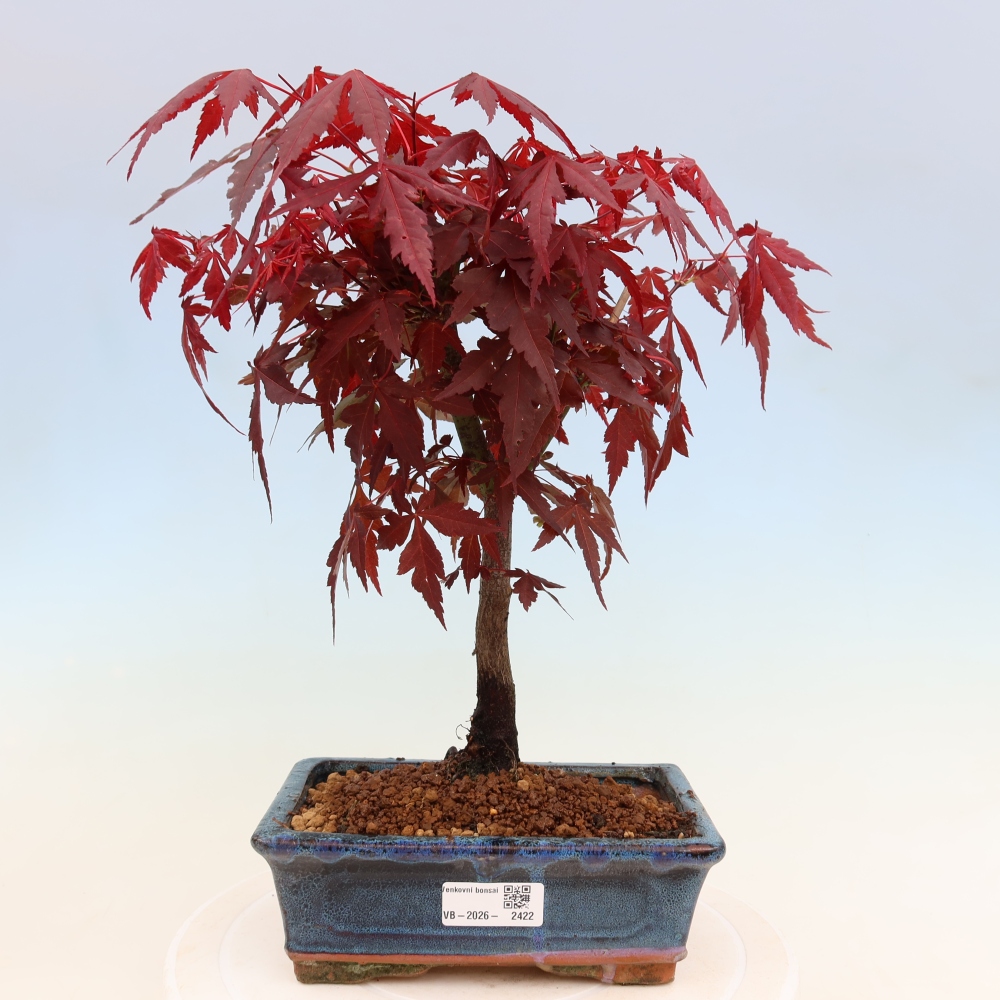 Bonsai für draußen - Acer-Palme. Atropurpureum-Javor palmate