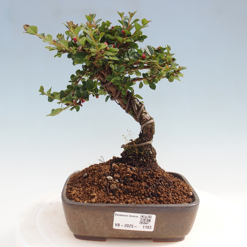 Bonsai im Freien - Cotoneaster horizontalis - Felsenbaum