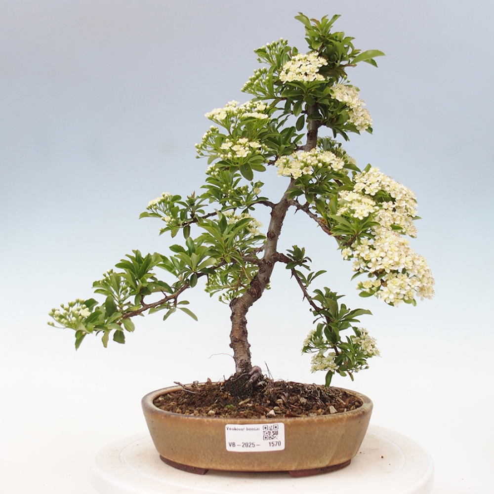 Outdoor Bonsai-Pyracanta Teton -Bäckerei