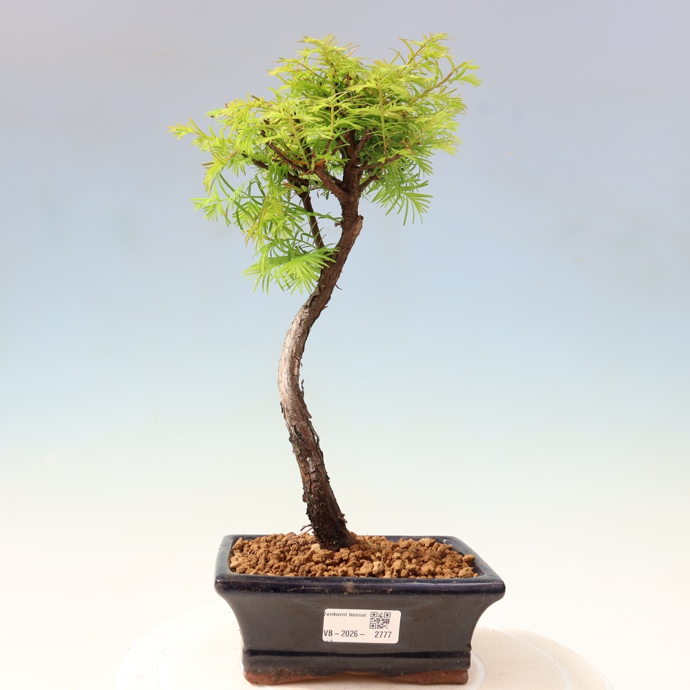 Bonsai für draußen - Metasequoia glyptostroboides - Chinesische Metasequoia