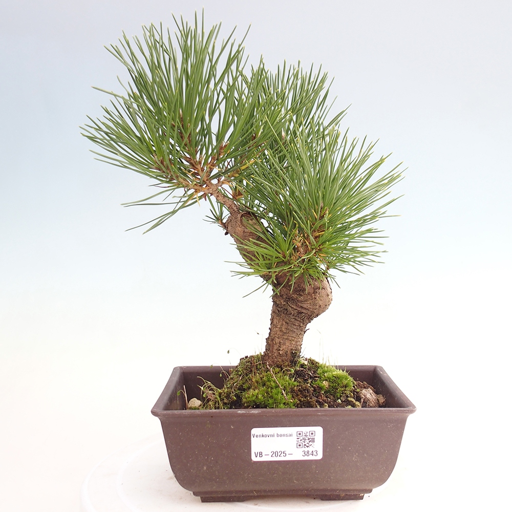 Bonsai für draußen - Pinus thunbergii - Thunberg-Kiefer
