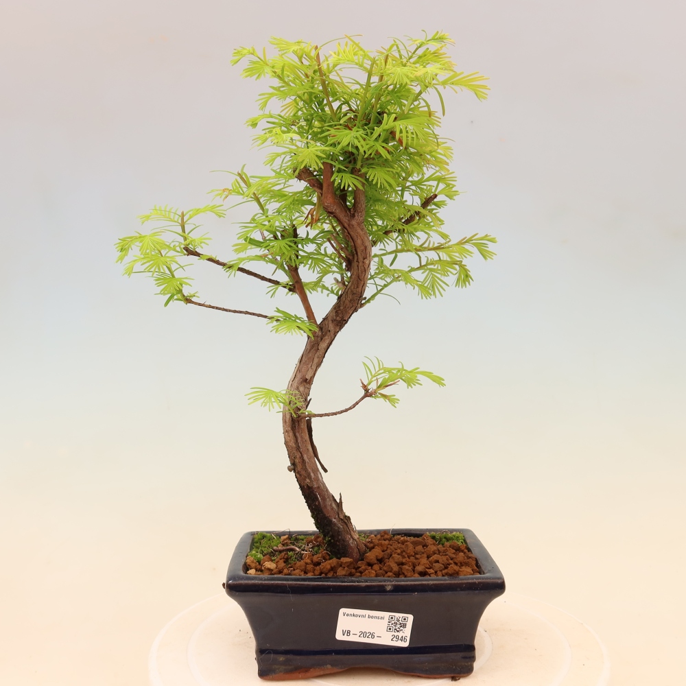 Bonsai für draußen - Metasequoia glyptostroboides - Chinesische Metasequoia