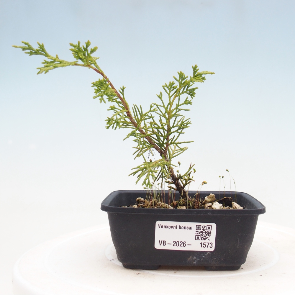 Bonsai für draußen - Juniperus chinensis Itoigawa