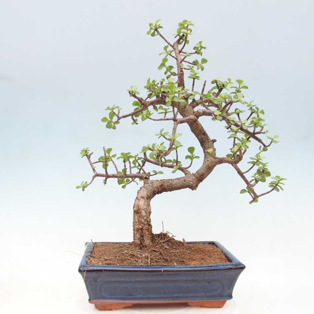 Zimmer Bonsai - Portulakaria Afra - Tlustice