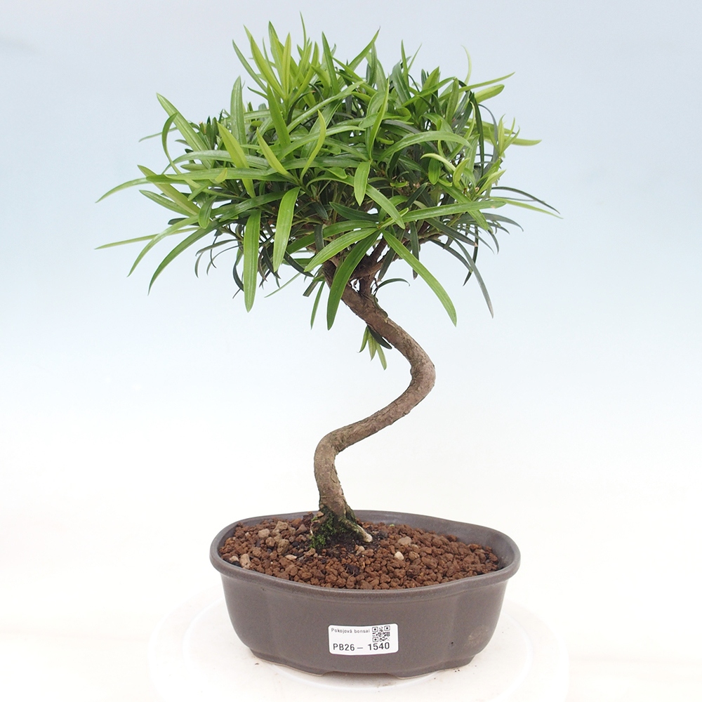 Zimmerbonsai - Podocarpus - Stein-Eibe